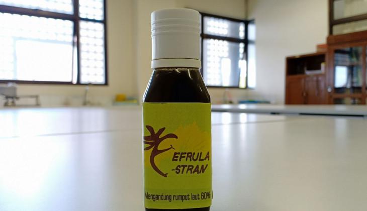 Stres Kambing Akibat Transportasi, Rumput Laut Potensial Jadi Penawar